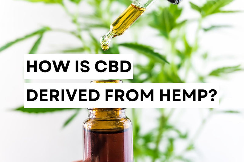 Kako pridobivajo CBD iz industrijske konoplje?
