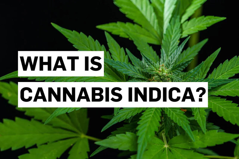 Kaj je Cannabis indica?