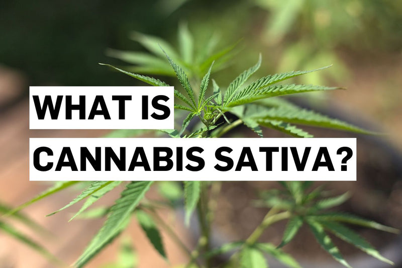 Kaj je Cannabis sativa?