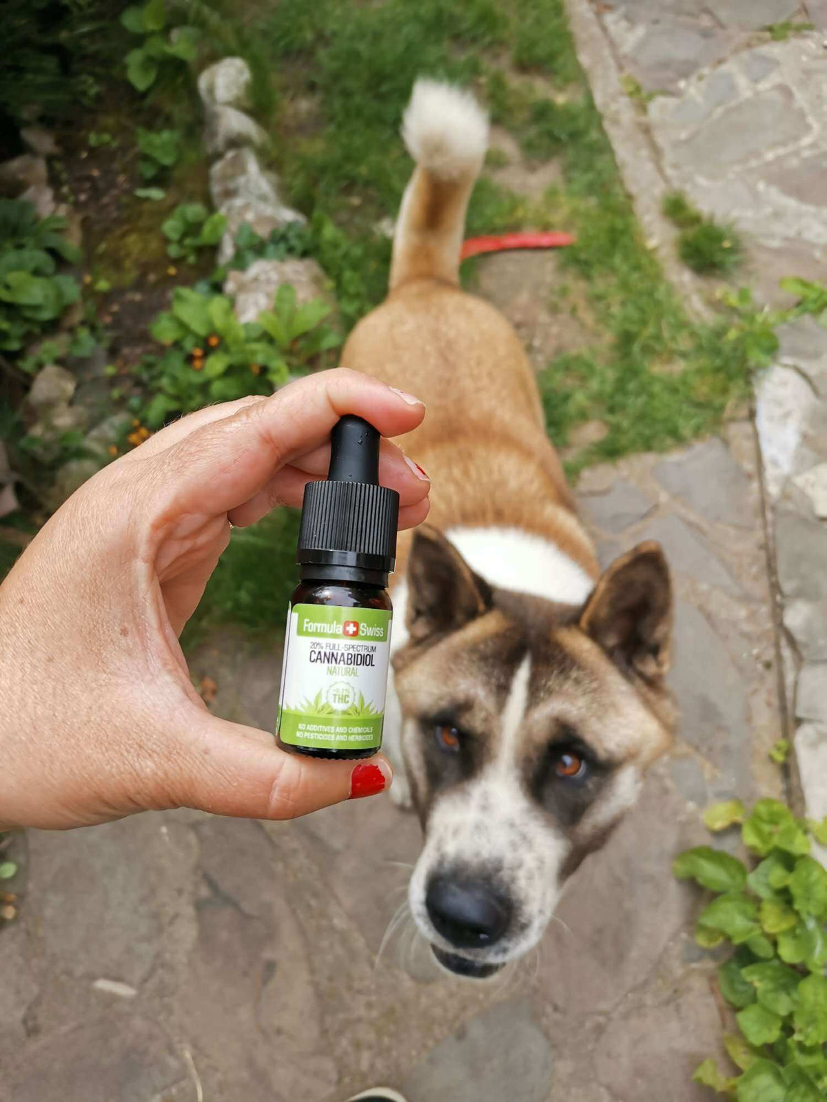 CBD olje Formula Swiss v olju MCT – naravno